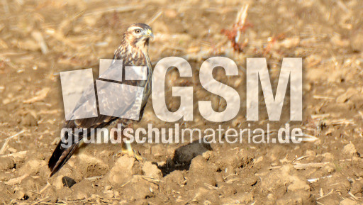 Mäusebussard_ (4).jpg